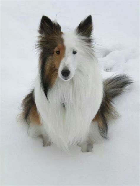 126 Best Images About Dog Collies Color Genetics