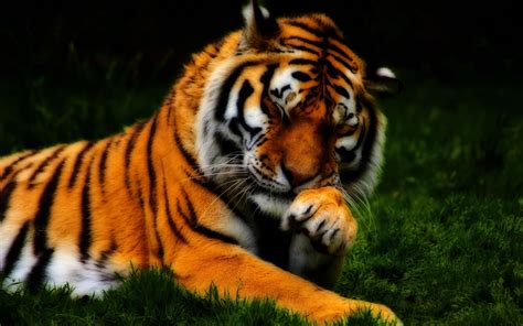 Bengal Tiger Hd Wallpaper Wallpaper Flare