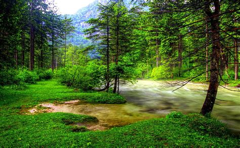 Forest River Flow Forest Rush Nature River Current Hd Wallpaper