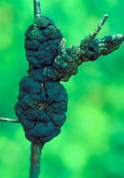 Dibotryon Morbosum Black Knot Wikipedia Fungus With Images