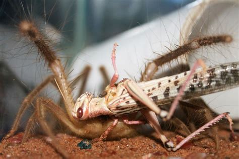 What Eats Camel Spiders 3 Camel Spider Predators In The Wild Whats