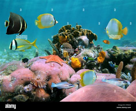 Colorful Coral Reef Underwater With Tropical Fish And Marine Life