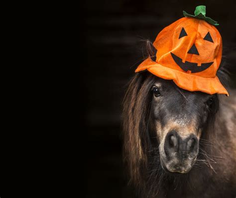 Halloween Horse Horse Halloweenparty
