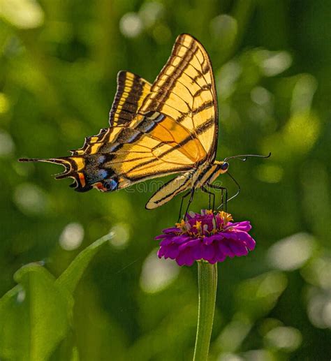 Western Tiger Swallowtail Butterfly Seeking Nectar On Purple Zinnia