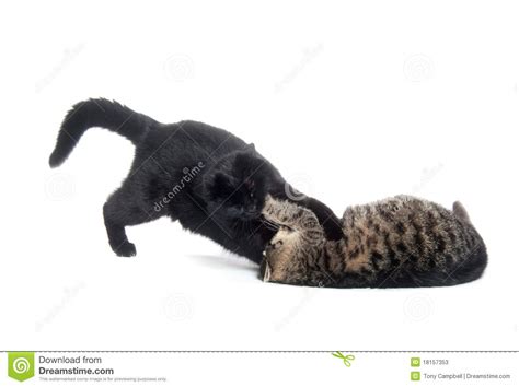 Two Cats Playing And Fighting Stock Image Image Of Mammal Playing 18157353