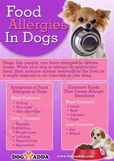 25 Tiny Dog Allergy Symptoms To Food Picture Hd Ukbleumoonproductions