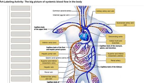 Art Labeling Activity The Major Systemic Arteries