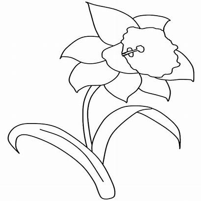 Daffodil Pages Coloring Template Daffodils Printable Templates