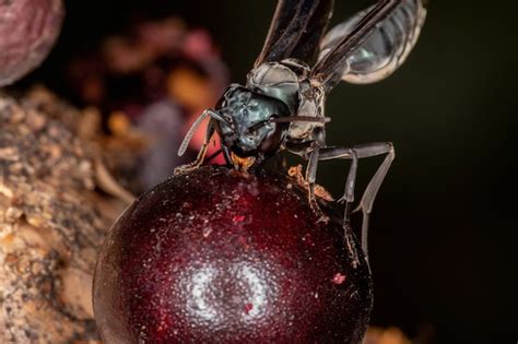 Premium Photo Adult Warrior Wasp Of The Genus Synoeca