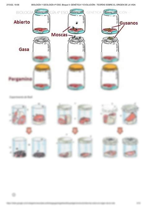 SOLUTION Biolog A Y Geolog A 4 Eso Bloque Ii Gen Tica Y Evoluci N Teor