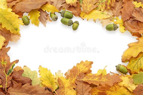 Autumn Oak Leaves And Acorns Border Stock Image Image
