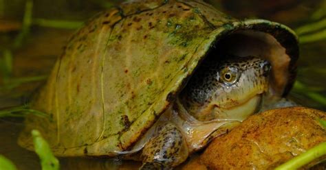 The Razorback Musk Turtle Is One Of The More Popular Musk Turtle