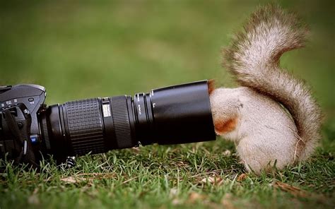 Squirrel Looking Camera Lens Wallpapers Hd Desktop And