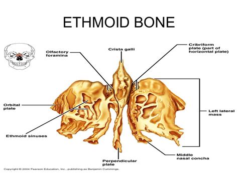 Ethmoid Bone Image Search Results Anatomy Bones Craniosacral Therapy Sinusitis Image Search