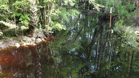 Green Swamp Wma Hatchling Alligators Youtube