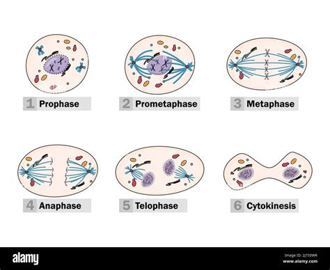 Mitosis Stages Stock Vector Images Alamy