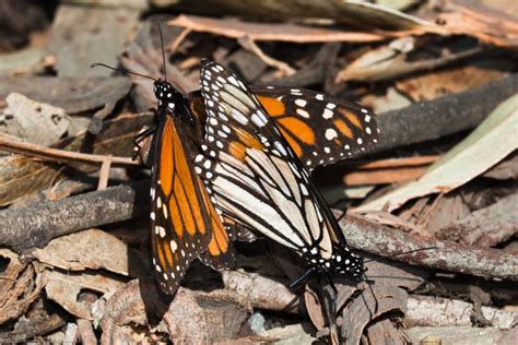 The Monarch Butterfly And Spermataphores