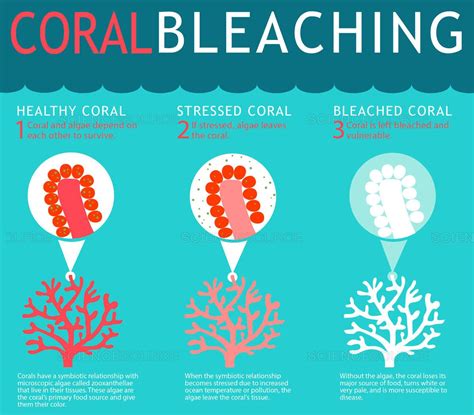 How Sunscreen Is Damaging Our Coral Reefs And How You Can Be Part Of The Solution Coral