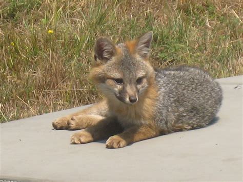 Gray Fox Kit Mendonoma Sightings