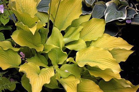 Plant Of The Week Hosta Sun Power The Globe And Mail
