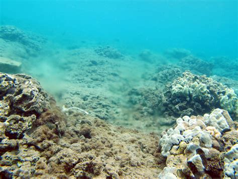 Degraded Coral Reefs At Kahekili Beach Park West Maui Hawai‘i Us