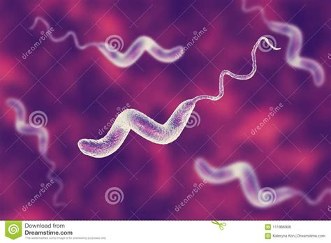 Campylobacter Bacteria The Causative Agent Of Food Infections Stock