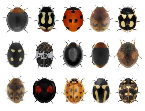 6 Different Types Of Ladybugs Plus Vital Facts In 2020 Ladybug