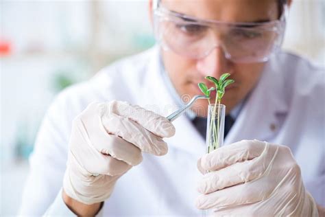 O Bioquímico Masculino Que Trabalha No Laboratório Em Plantas Foto De