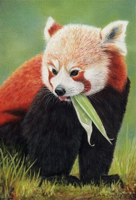Draw These Animals Using Pastel Pencils Animal Drawings