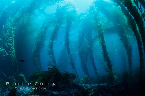 Kelp Forest Macrocystis Pyrifera San Clemente Island California