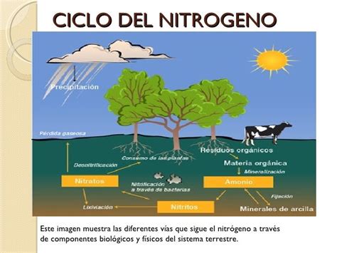 Ciclo Del Nitrogeno Ciclo Del Nitr Geno Cuadernos Interactivos De Ciencias Ciclo Hidrologico