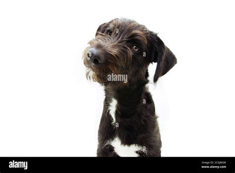Puppy Dog Tilting Head Sideways Isolated On White Background Stock