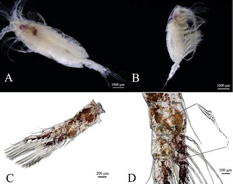 Scielo Brasil First Report Of Deep Sea Copepod Megacalanus Princeps