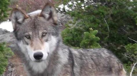 Idahos Wolf Population Dropped 13 In 2022 Officials Say East Idaho