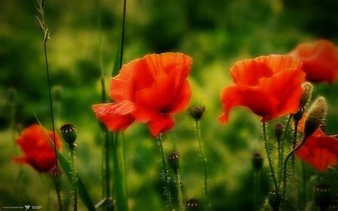 Hd Wallpaper Poppies Red Wallpaper Flare