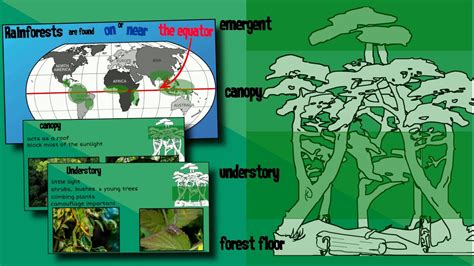 Layers Of A Rainforest Easyteaching Youtube