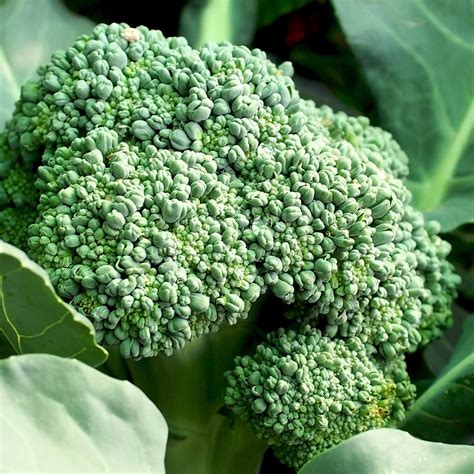 Broccoli Serres Lavoie