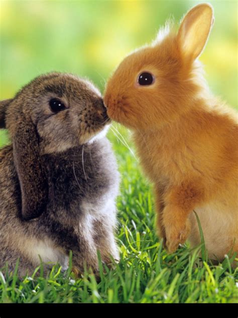 Pin By Madeline Montgomery On Cute Animals Animals Kissing Cute