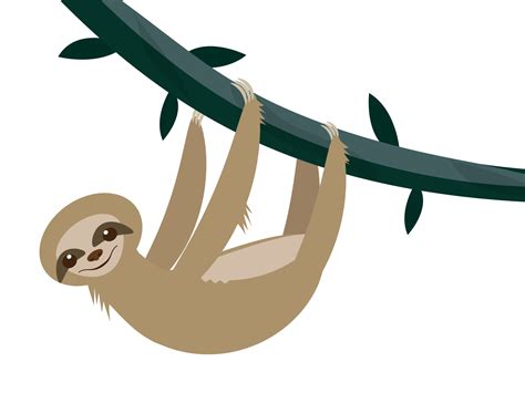 Sloth Png Transparent Image Download Size 1601x1200px