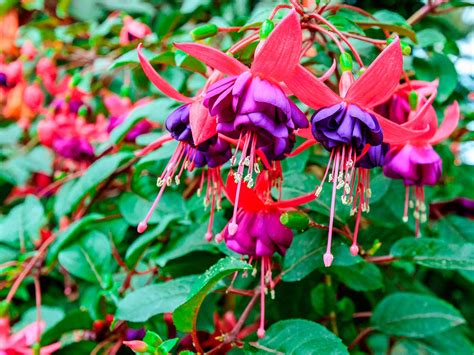 What Does Fuchsia Look Like Fuchsia Climbing Collection J Parker