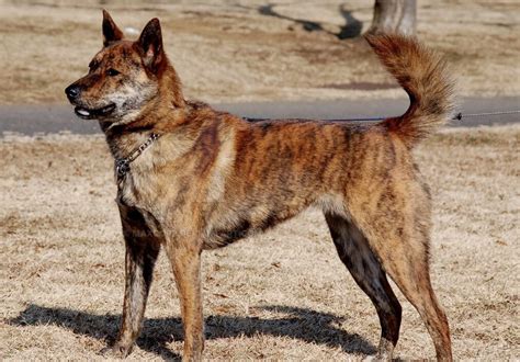 13 Native Japanese Dog Breeds All Japanese Dogs
