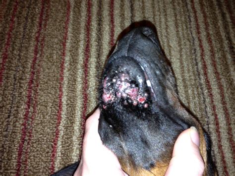 Nose Pimples 6 Months Old Doberman Forum Doberman Breed Dog Forums