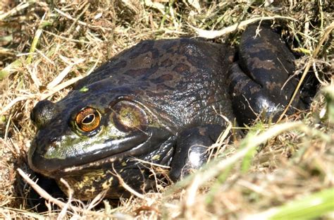 The American Bullfrog Northwest Wildlife Online