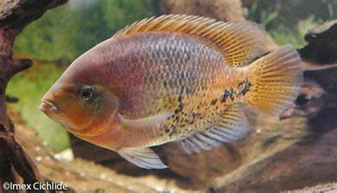 Redhead Cichlid Vieja Synspila Encyclo Fish