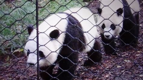 Panda Twins Jia Panpan And Jia Yueyue Looking For Mama At Calgary Zoo