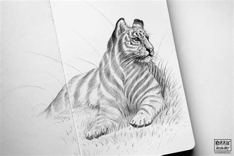 Tiger Pencil Drawing By Robbieallenart On Deviantart