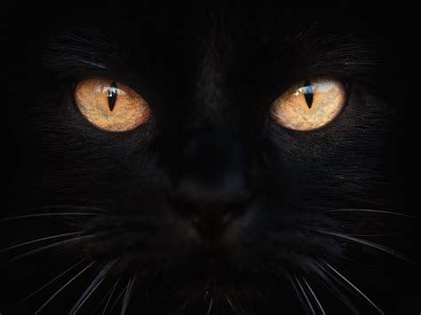 17 Cat Eyes That Will Hypnotize You With Their Beauty