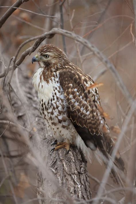 Red Tailed Hawk Bosque Del Apache National Wildlife Refuge New Mexico