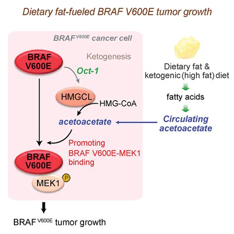 Prevention Of Dietary Fat Fueled Ketogenesis Attenuates Braf V600e