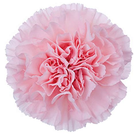 Carnation Pale Pink Cut Mothers Day Flower Suppliers Wholesale